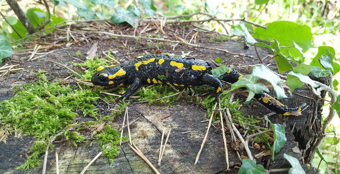 Feuersalamander (Salamandra salamandra) im Albärg © Pro Natura Schaffhausen