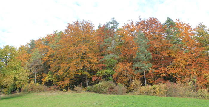Der Schlösslibuck mit prächtiger Herbstfärbung vor der Entbuschung © Pro Natura Schaffhausen