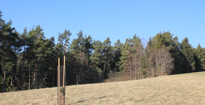 Zwei Föhren wurden gepflanzt