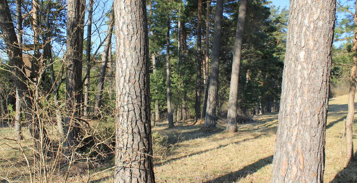 Das Schutzgebiet Blaase ist ein charakteristischer lichter Wald