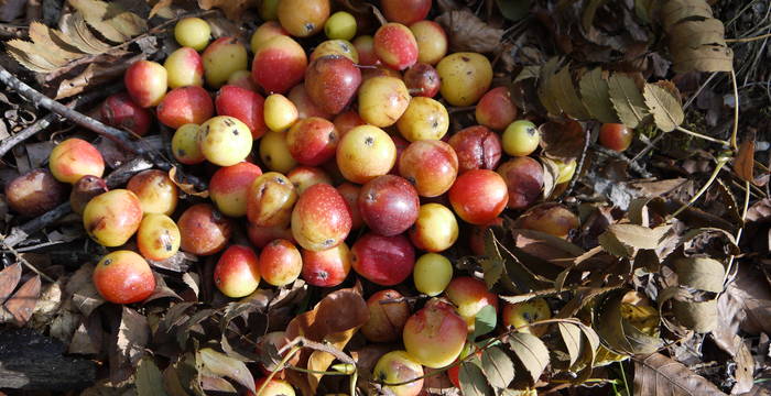 Die attraktiven Früchte des Speierlings können roh gegessen werden oder man destilliert daraus einen köstlichen Schnaps