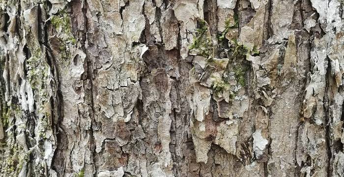 Die Borke der Elsbeere mit auffälligen pergamentartigen Schuppen © Pro Natura Schaffhausen