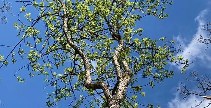 Unter optimalen Bedingungen wird der Speierling bis 30m hoch und 500 bis 600 Jahre alt © Peter Braig