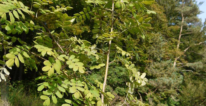 Die Blätter des Speierlings sind denen des Vogelbeerbaumes (Sorbus aucuparia) zum Verwechseln ähnlich © Peter Braig