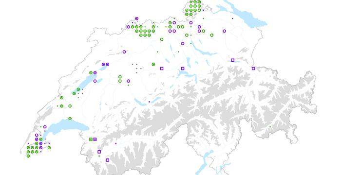 Verbreitung des gefährdeten Speierlings in der Schweiz (2012) © infoflora.ch