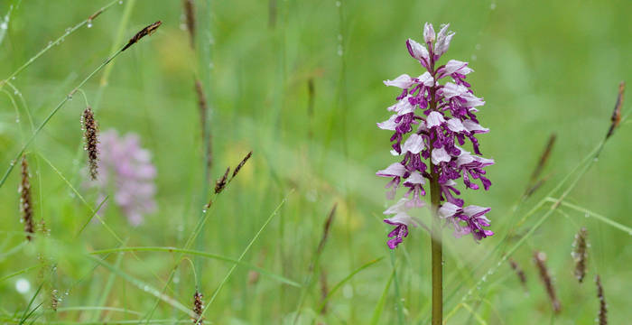 Helm-Knabenkraut_Orchis_militaris © Pro Natura Schaffhausen