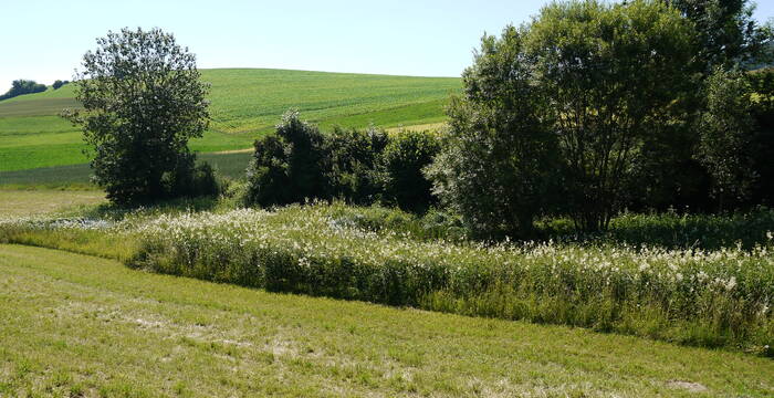 Schutzgebiet Hegi