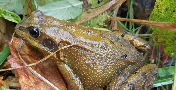 Grasfrosch im Hegi