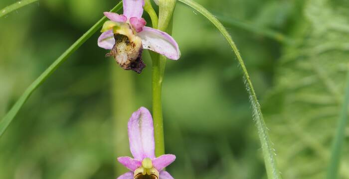 Orchideen