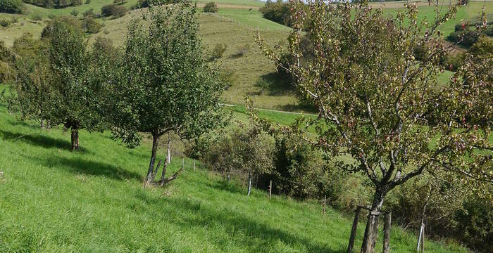 Chiibacker Obstbäume