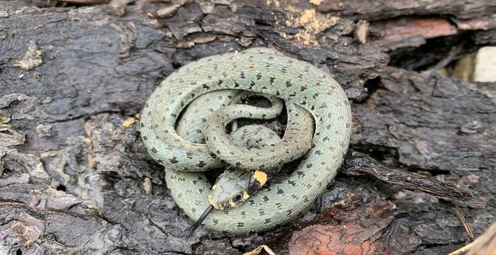 Ringelnatter @Raphael Zanner