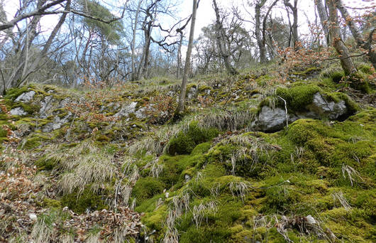 Schutzgebiet Roosebärgerhaalde Wald 2018 © Pro Natura Schaffhausen