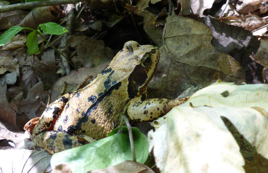 Grasfrosch Rana temporaria