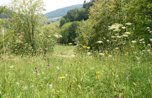 Magerwiese im SChutzgebiet Laadel