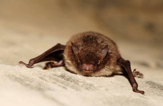 Wasserfledermaus (Myotis daubentonii)