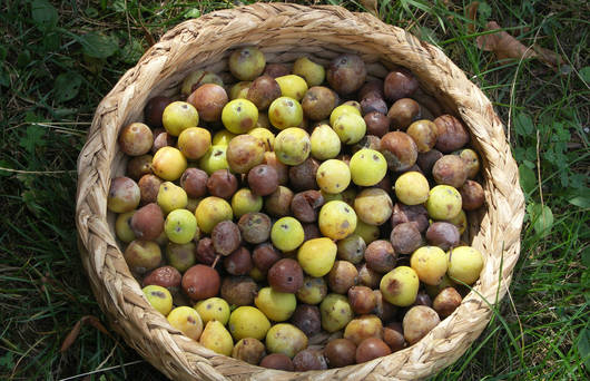 Früchte des Speierlings © Werner Oertel