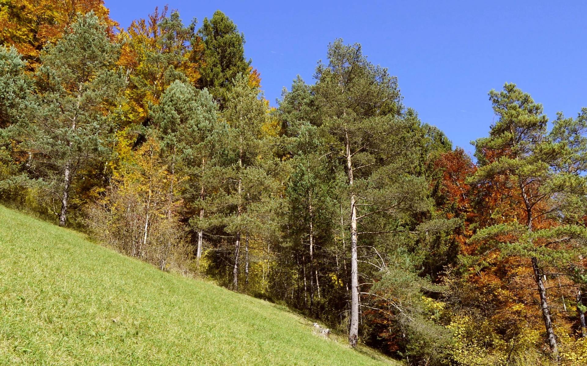 Naturschutzgebiet Chrummhaalde © Pro Natura Schaffhausen