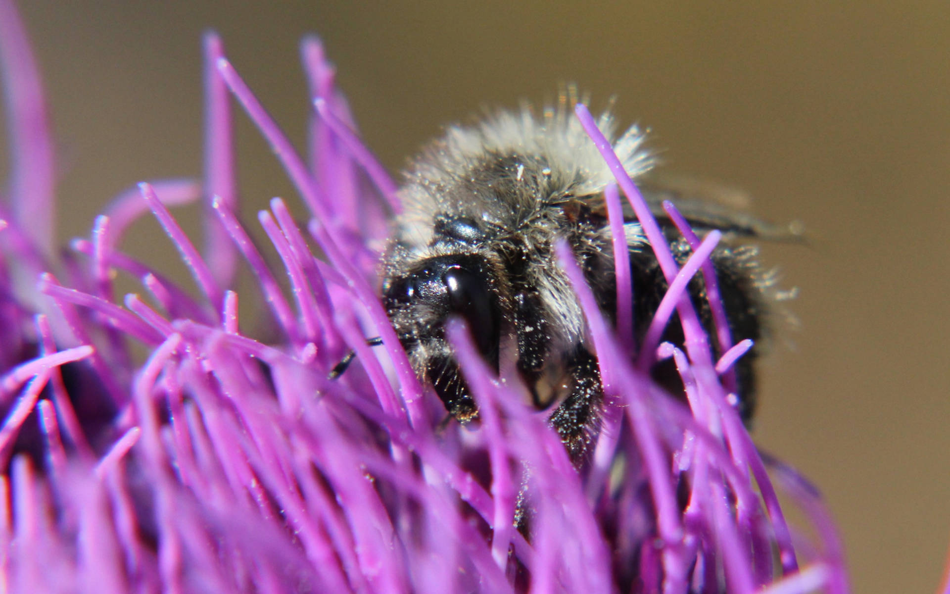 Hummel Fotowettbewerb Natur Knips cr Sven PNSH