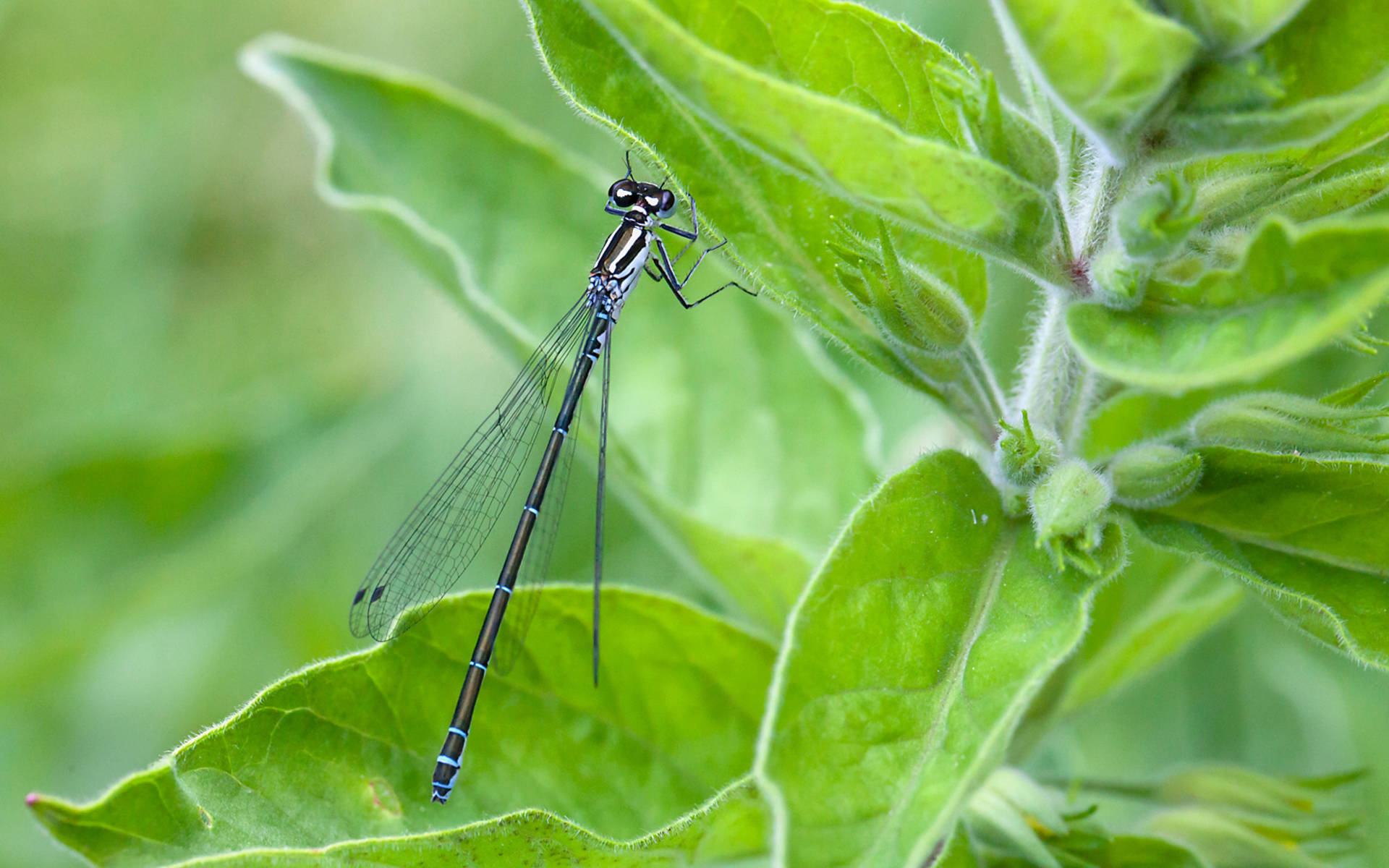 Kleinlibelle © Matthias Sorg