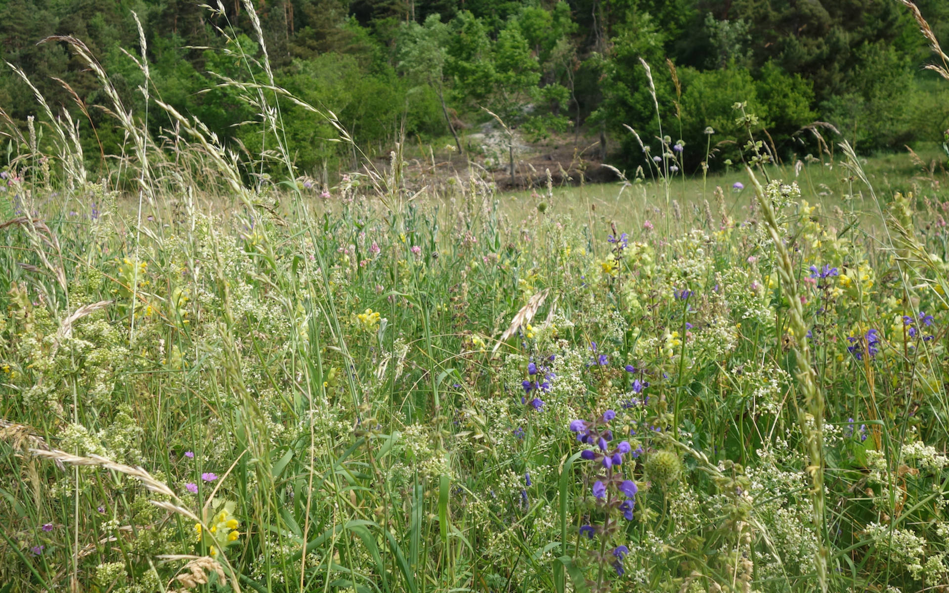 Laadel_Magerweise_head_cr_Pro_Natura_Schaffhausen