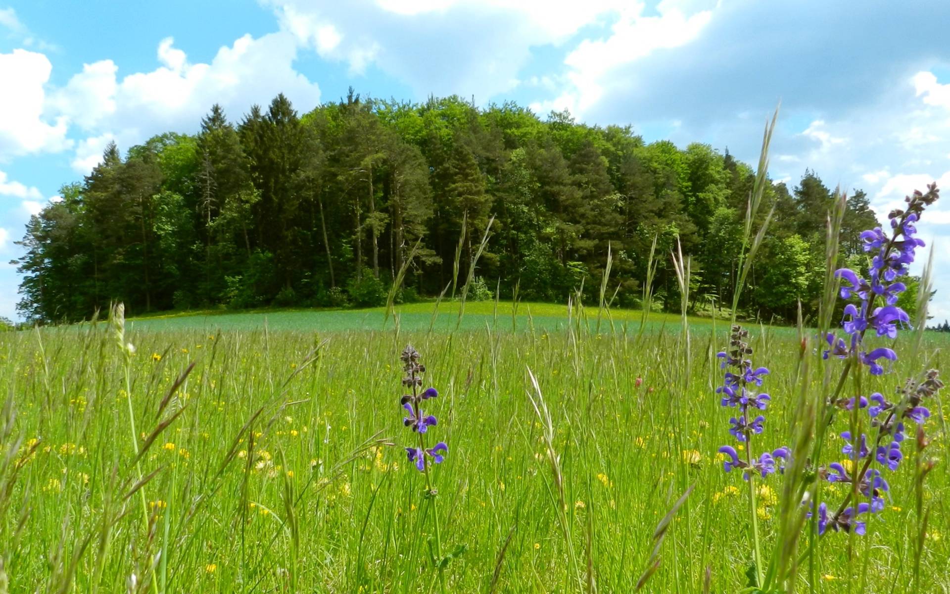 Naturschutzgebiet Süüstallchäpfli-Fuchsacker © Pro Natura Schaffhausen