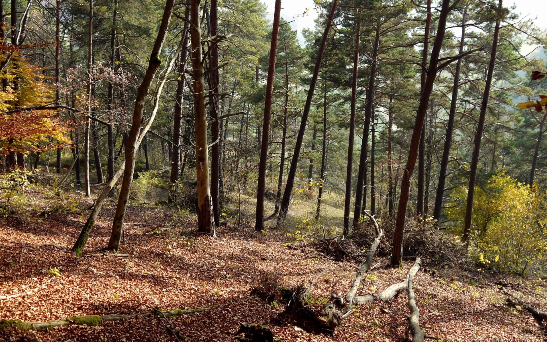 Schutzgebiet_Laadel_2016_Wald_cr_Pro_Natura_Schaffhausen