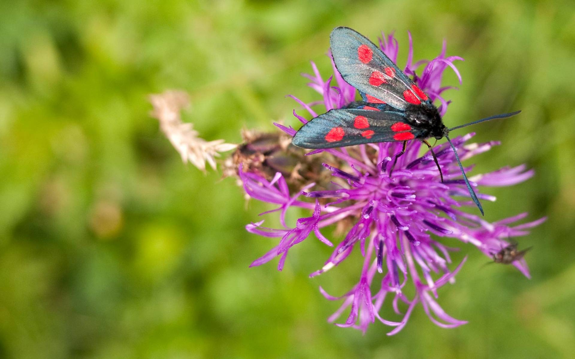 Widderchen © Pro Natura