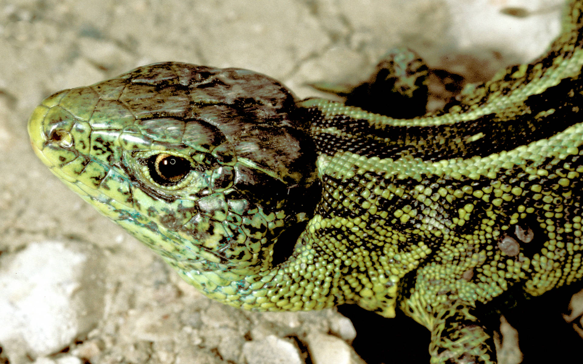 Zauneidechse, Lacerta agilis, Männchen_cr_Egon_Knapp