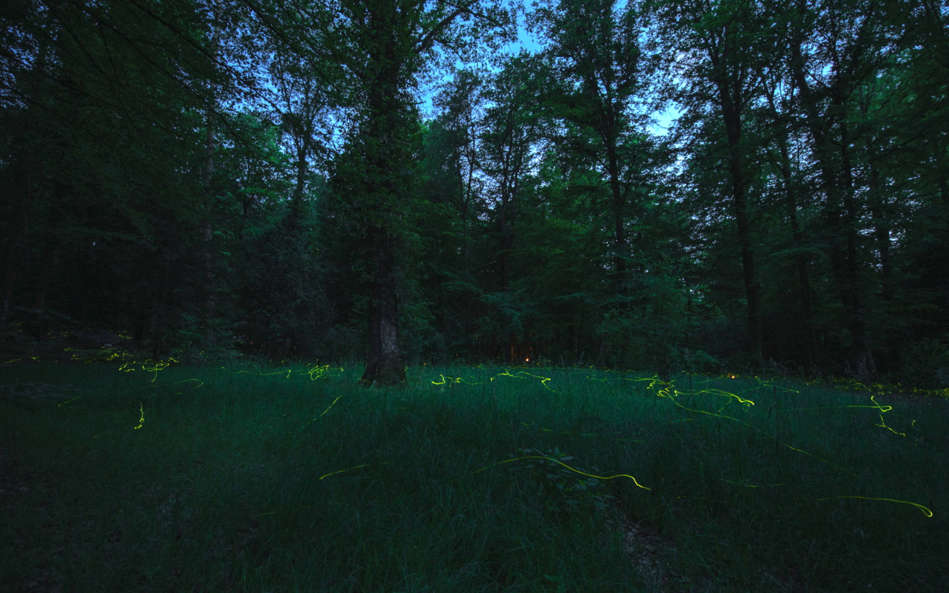 Kleine Glühwürmchen im Waldfreidhof Schaffhausen @ Sylvia Michel