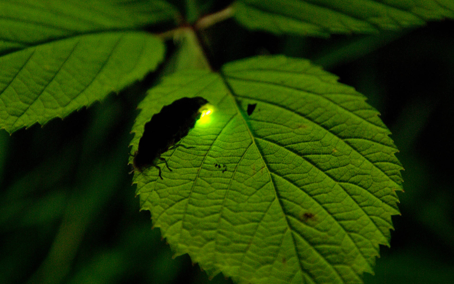 Weibchen des Grossen Leuchtkäfers (Lampyris noctiluca) © Hans Niederhauser