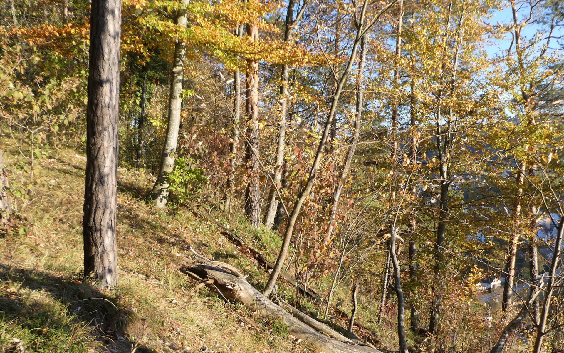 Lichter Wald in Dättlikon 