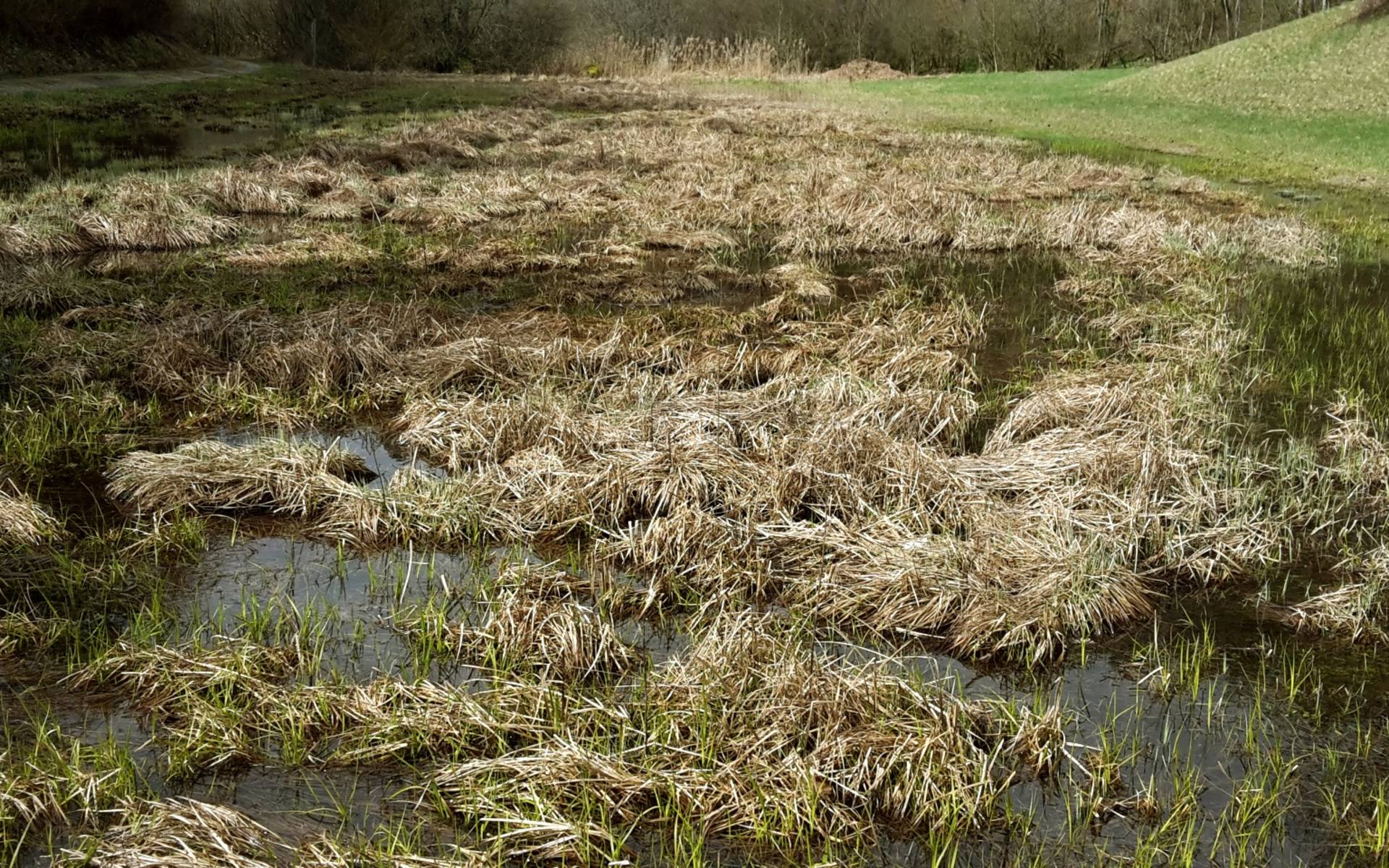 Naturschutzgebiet Mos-Buck © Pro Natura Schaffhausen