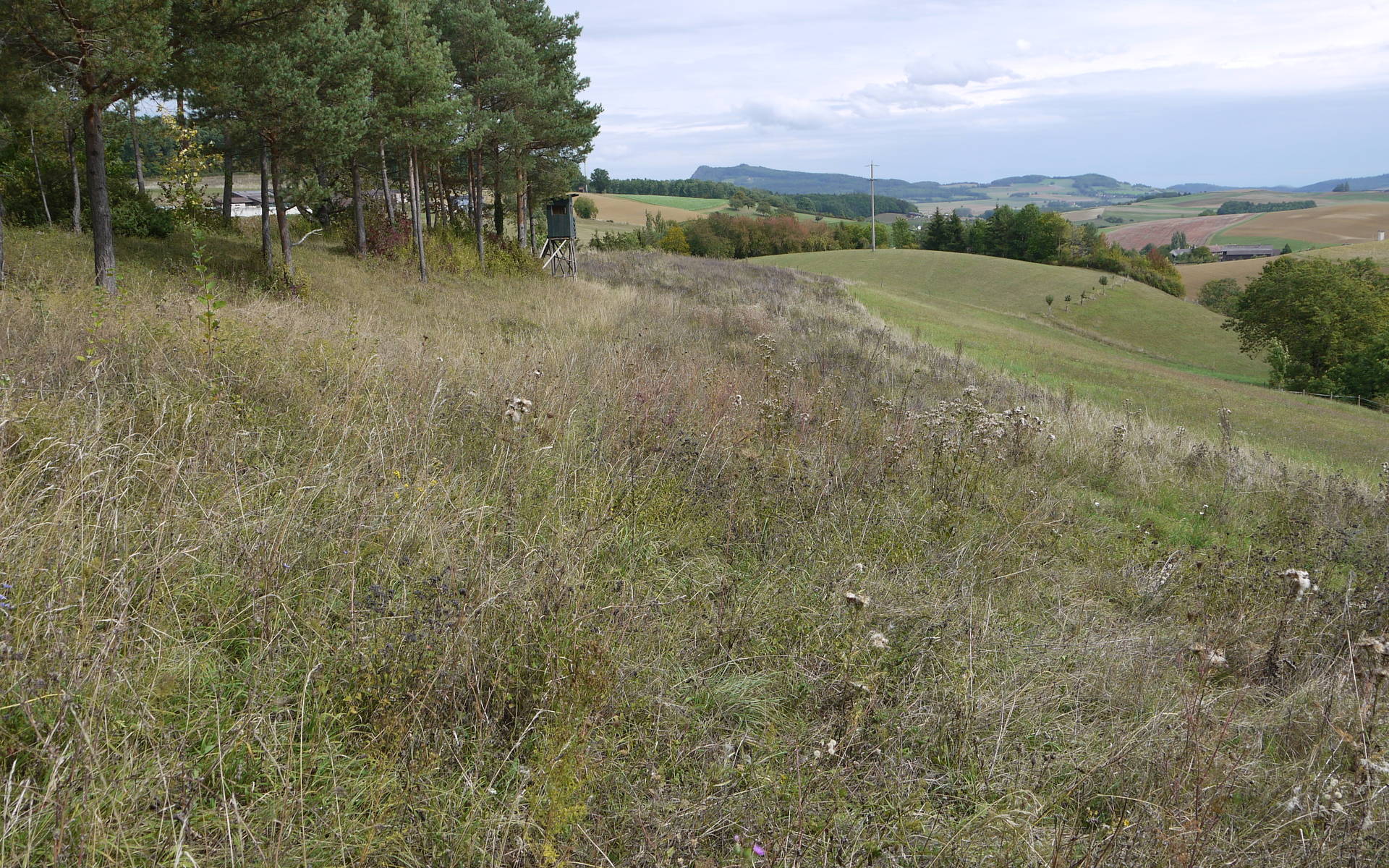 Das Schutzgebiet Albärg mit Blick auf den Hohenstoffel