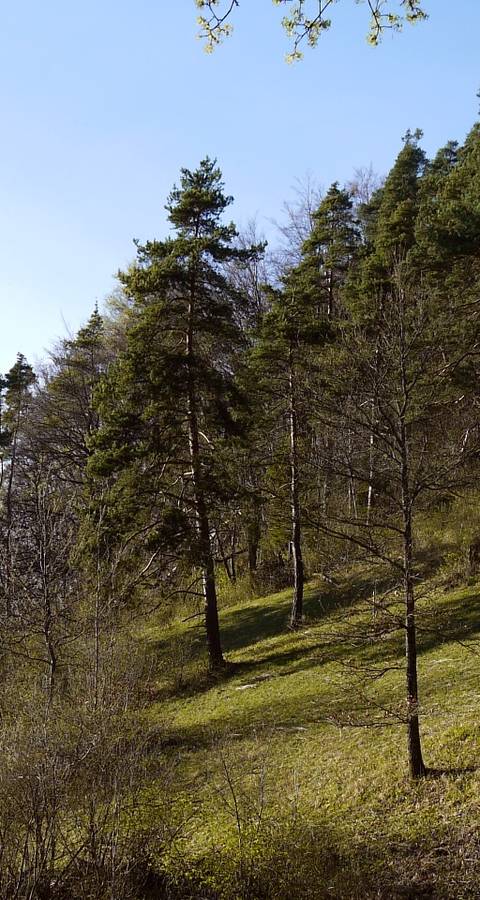 Naturschutzgebiet ​Chörblihaalde