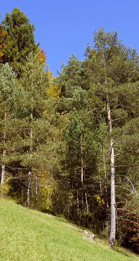 Naturschutzgebiet Chrummhaalde