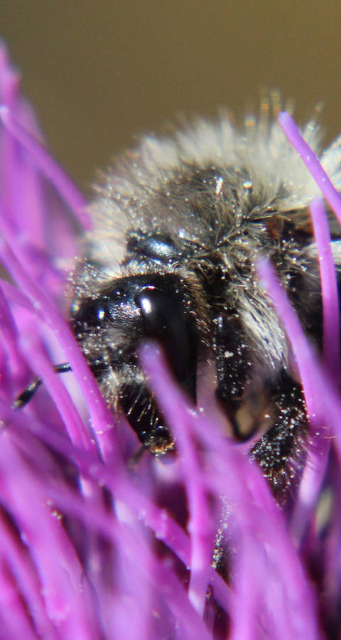 Hummel Fotowettbewerb Natur Knips