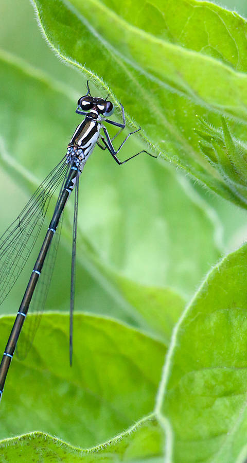 Kleinlibelle