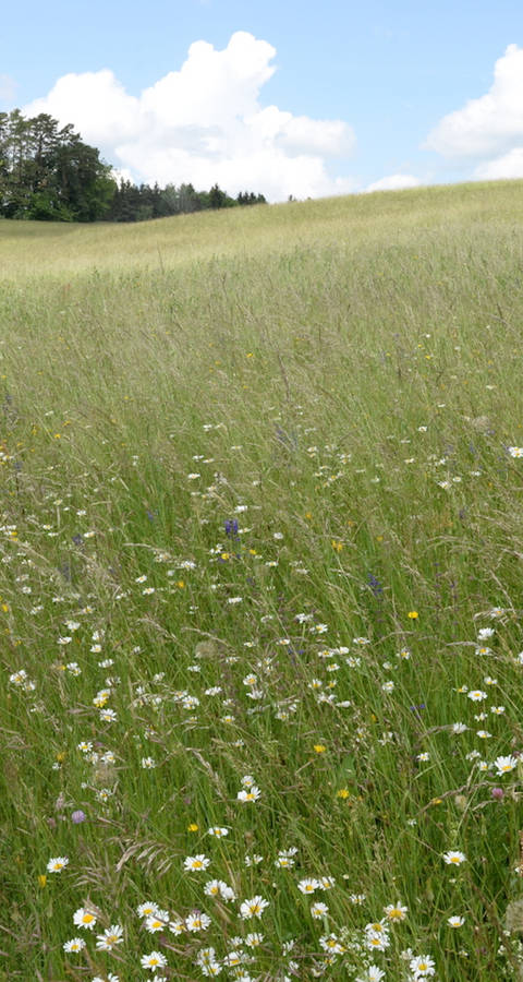 Magerwiese Randen