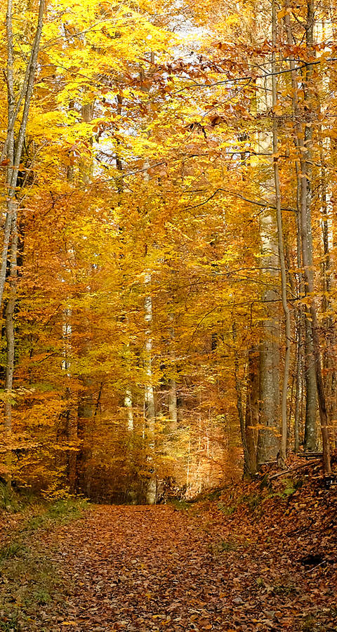 Sihlwald im Herbst