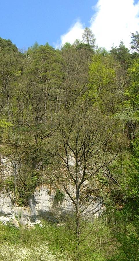 Naturschutzgebiet ​Tüüfels-Chuchi