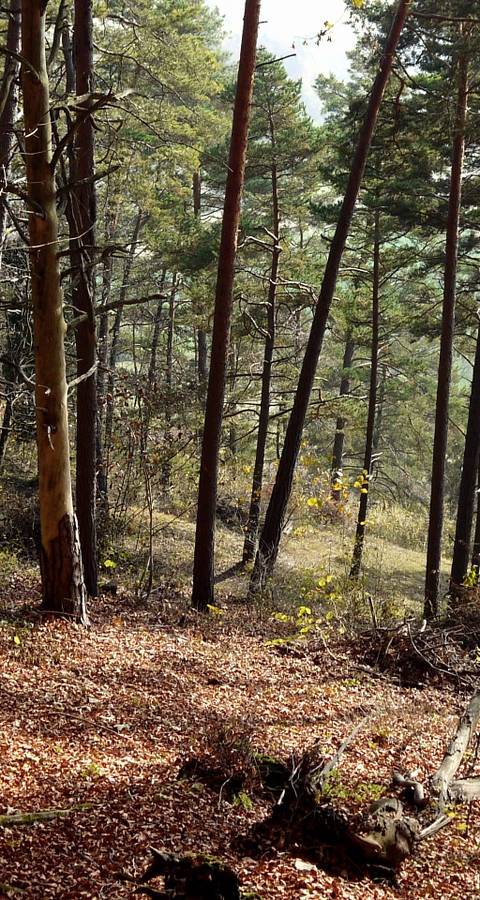 Schutzgebiet_Laadel_2016_Wald_cr_Pro_Natura_Schaffhausen