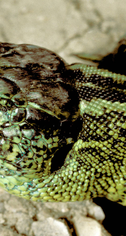 Zauneidechse, Lacerta agilis, Männchen_cr_Egon_Knapp