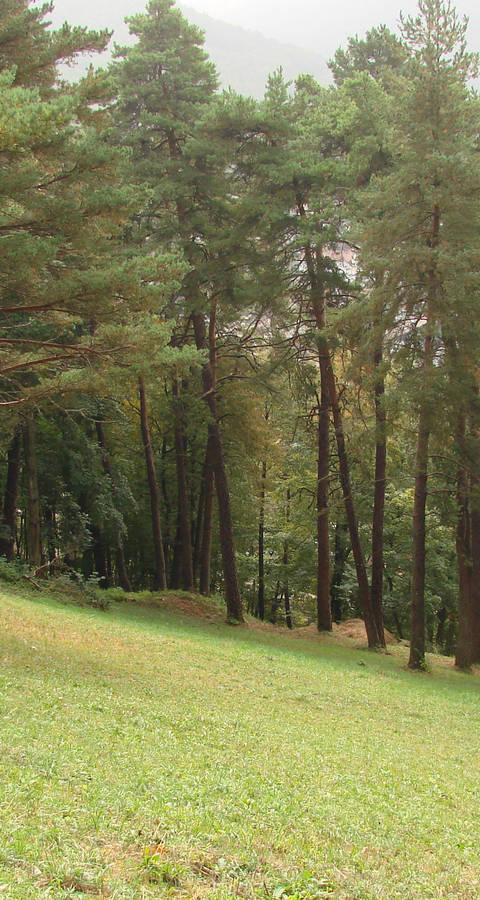 Waldwiese