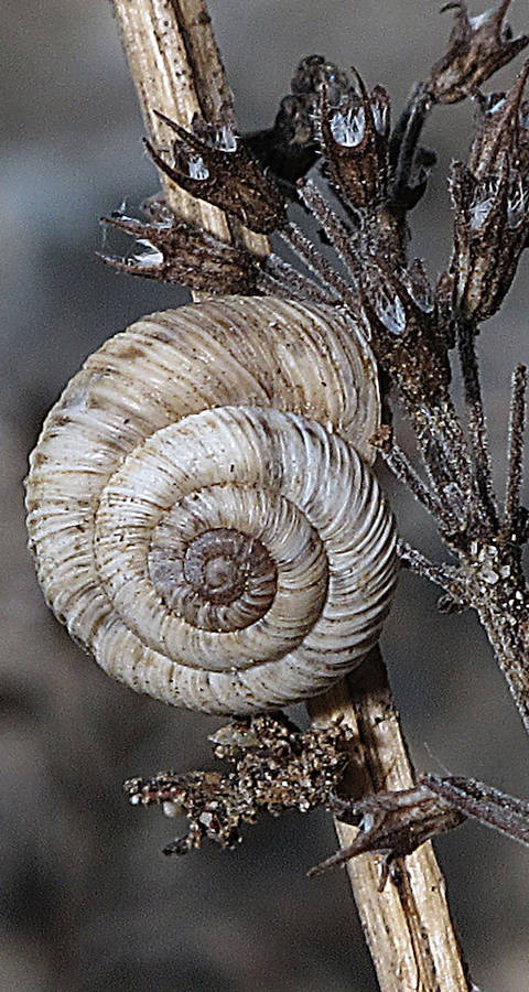 Zwergheideschnecke