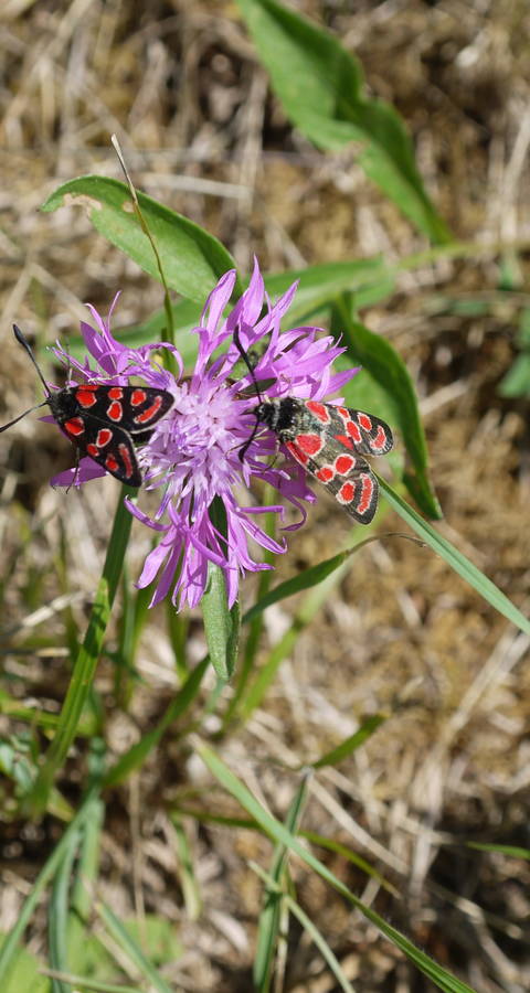 Rotwidderchen auf Flockenblume