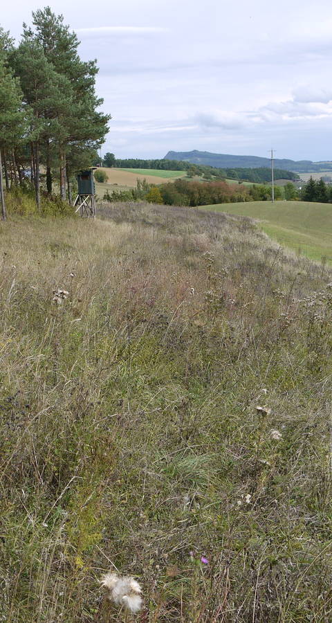Das Schutzgebiet Albärg mit Blick auf den Hohenstoffel