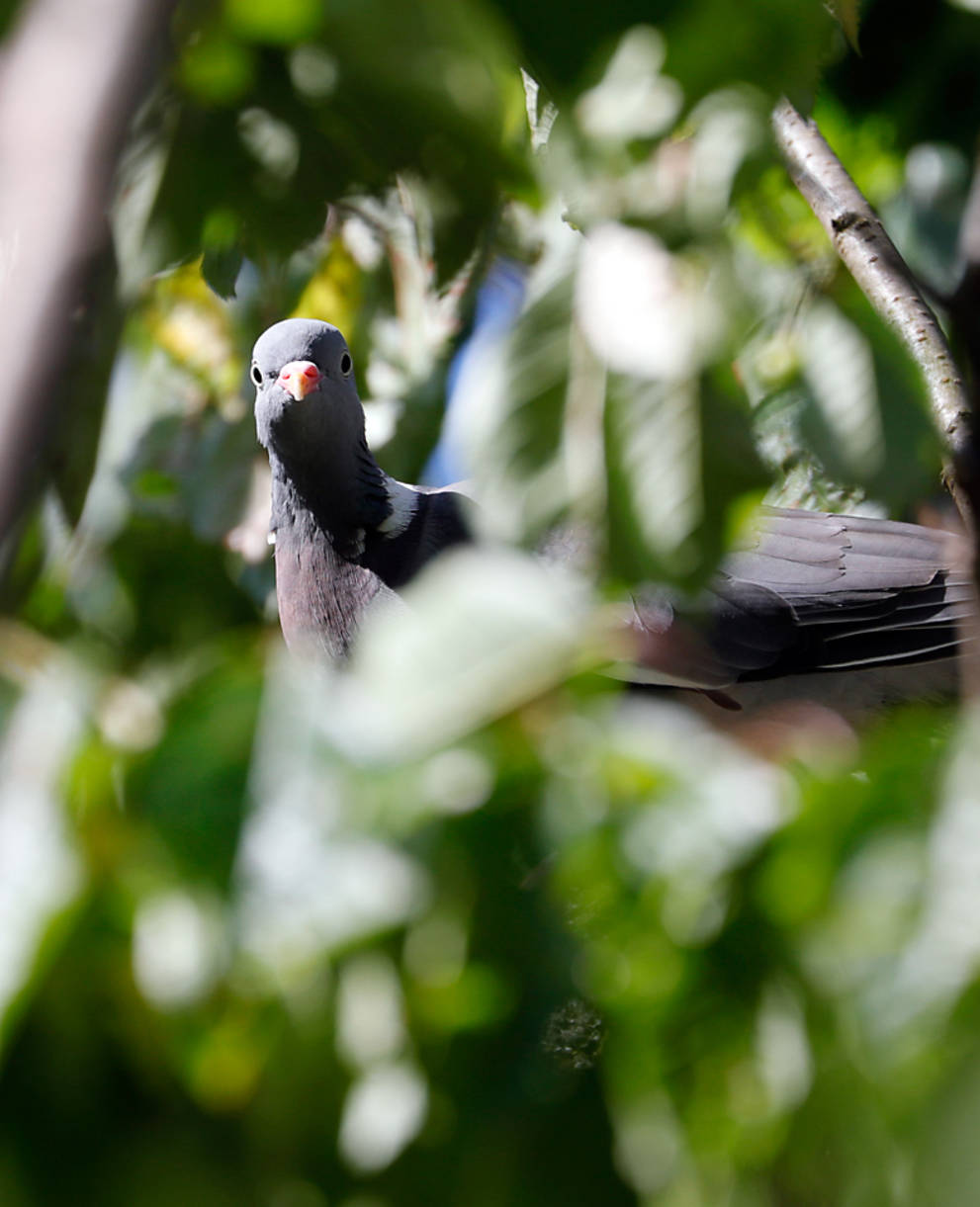 Ringeltaube versteckt sich in den Bäumen