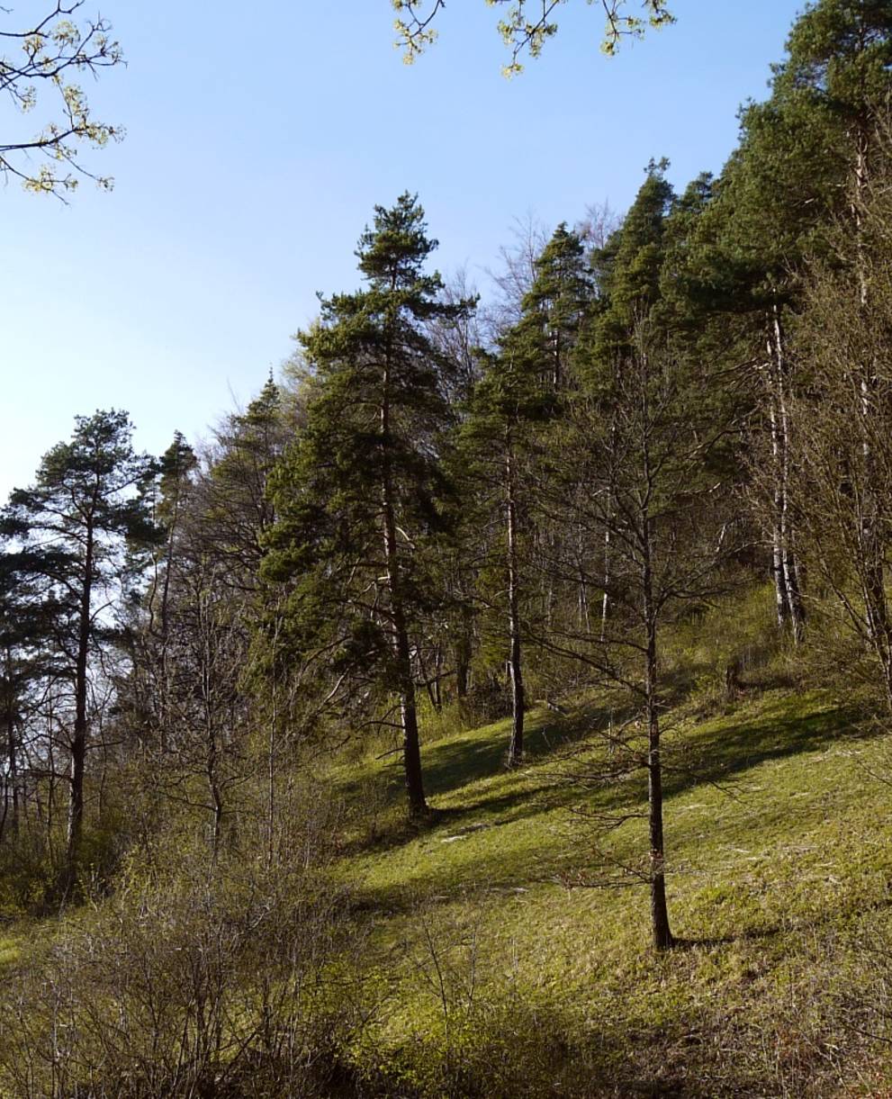 Naturschutzgebiet ​Chörblihaalde