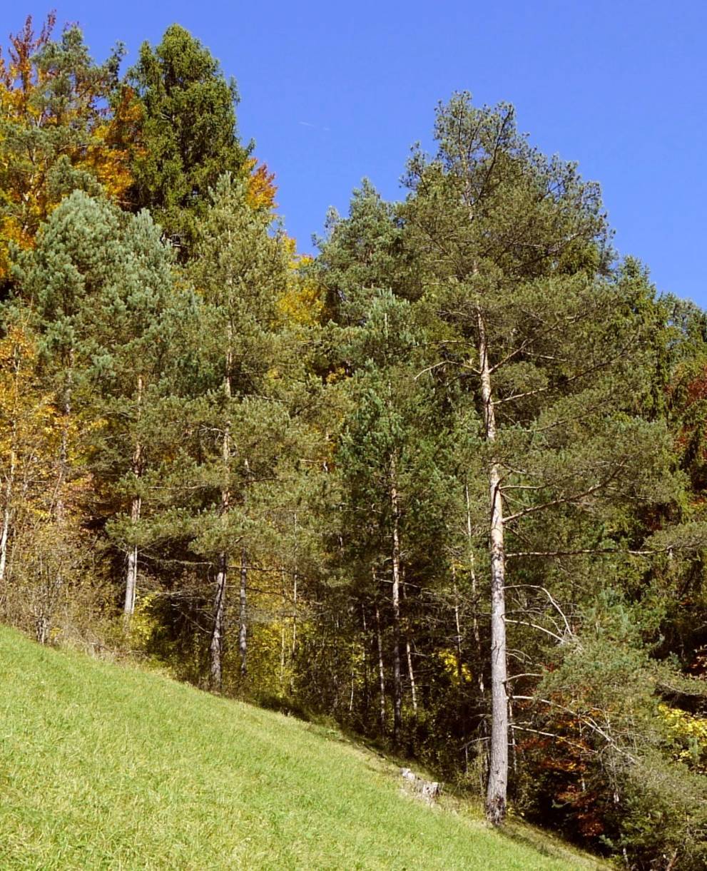 Naturschutzgebiet Chrummhaalde