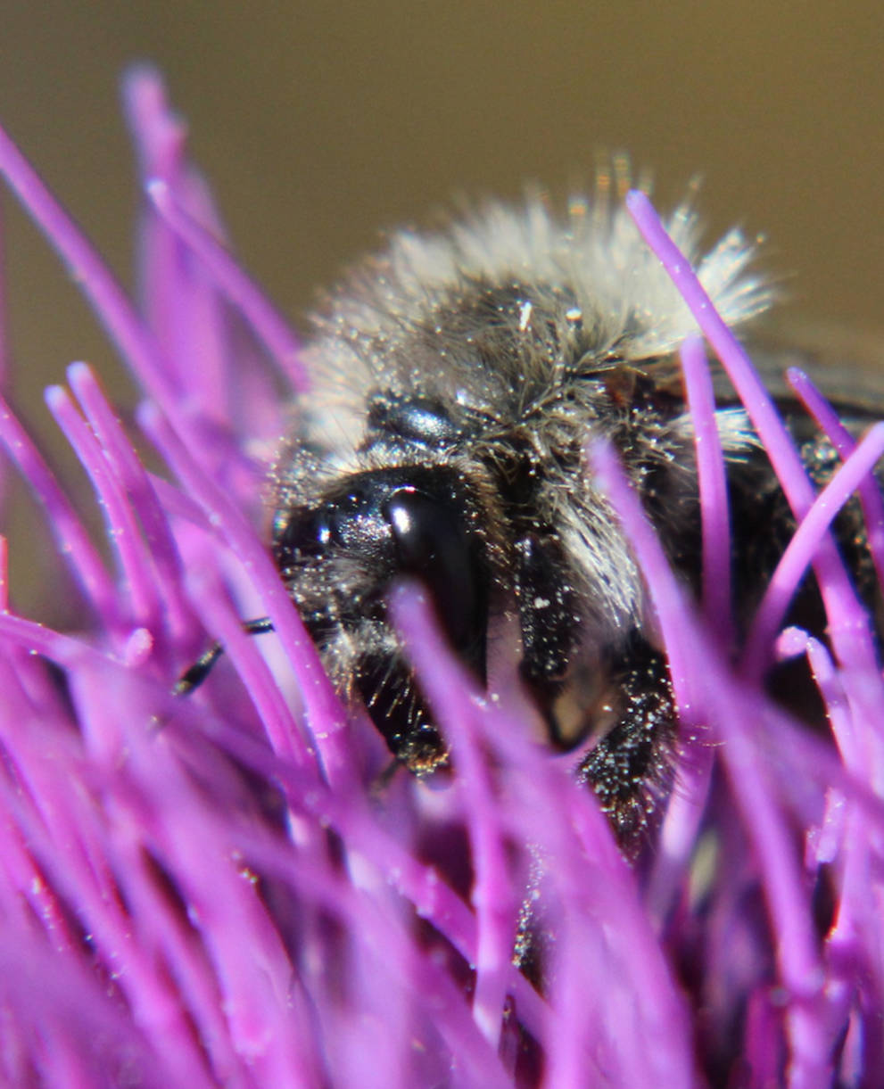 Hummel Fotowettbewerb Natur Knips